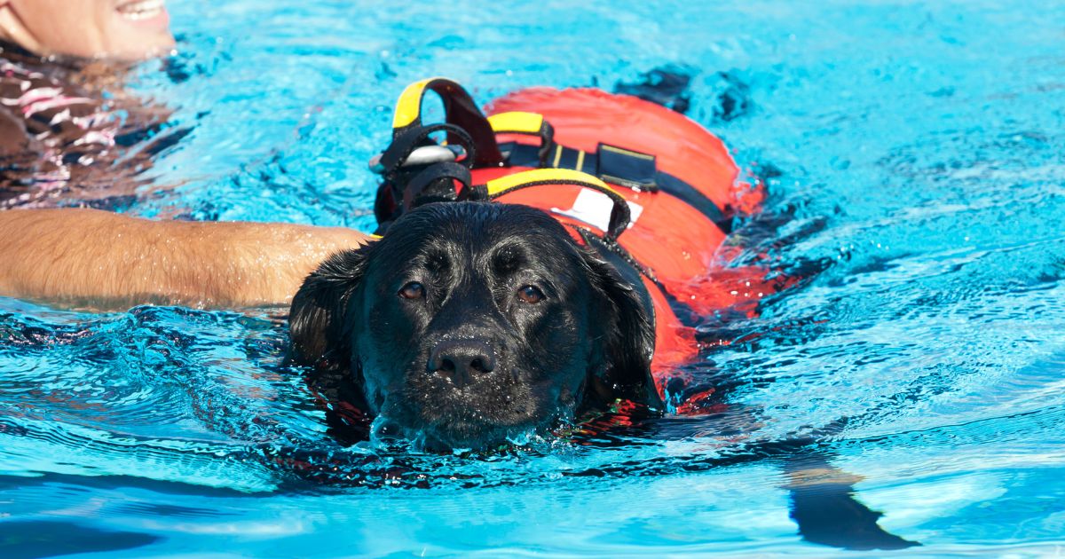 Las piscinas para perros en Bogotá donde sus mascotas pueden practicar natación; van desde los $39 mil