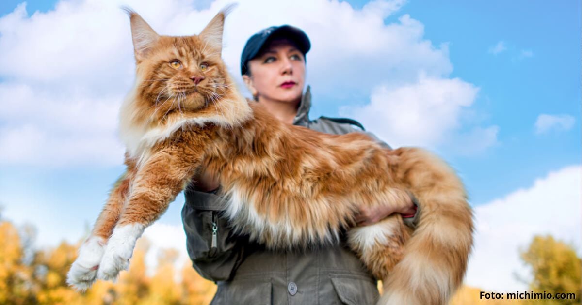 raza de gato más grande - Maine Coon, la raza de gato más grande del mundo: esto es todo lo que debe saber sobre ellos