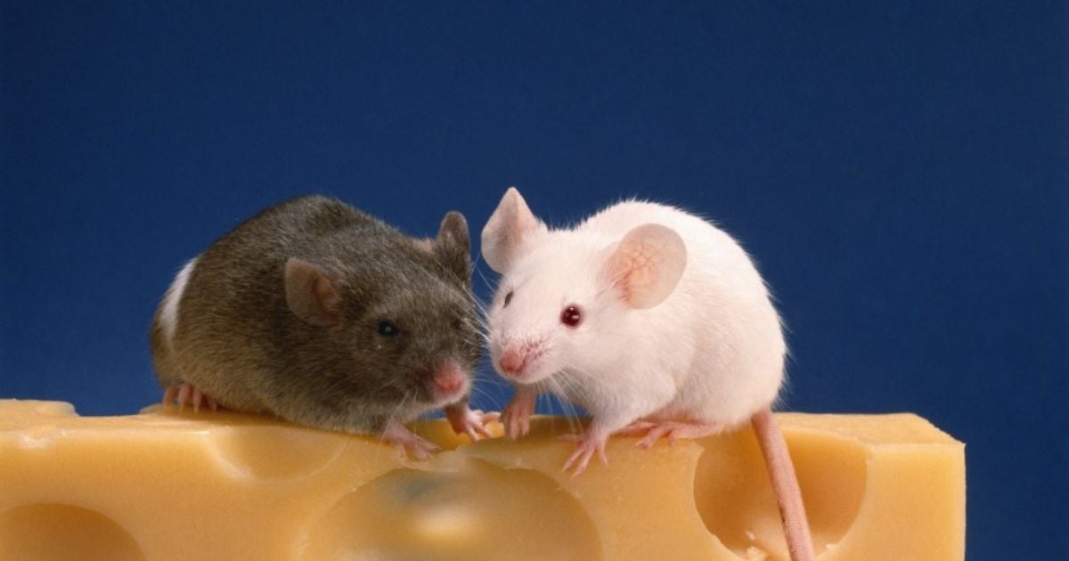 Corrupción histórica en Colombia: ¿ratones adiestrados por ratas?