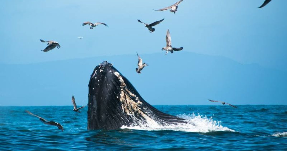 Día mundial de las ballenas y delfines: un llamado a la acción para su protección