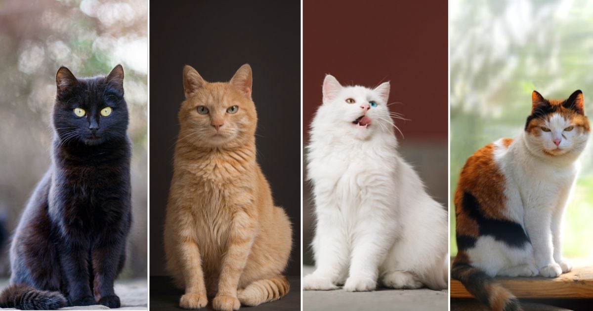 ¿La personalidad de su gato varía según el color de su pelaje? esto dicen los expertos