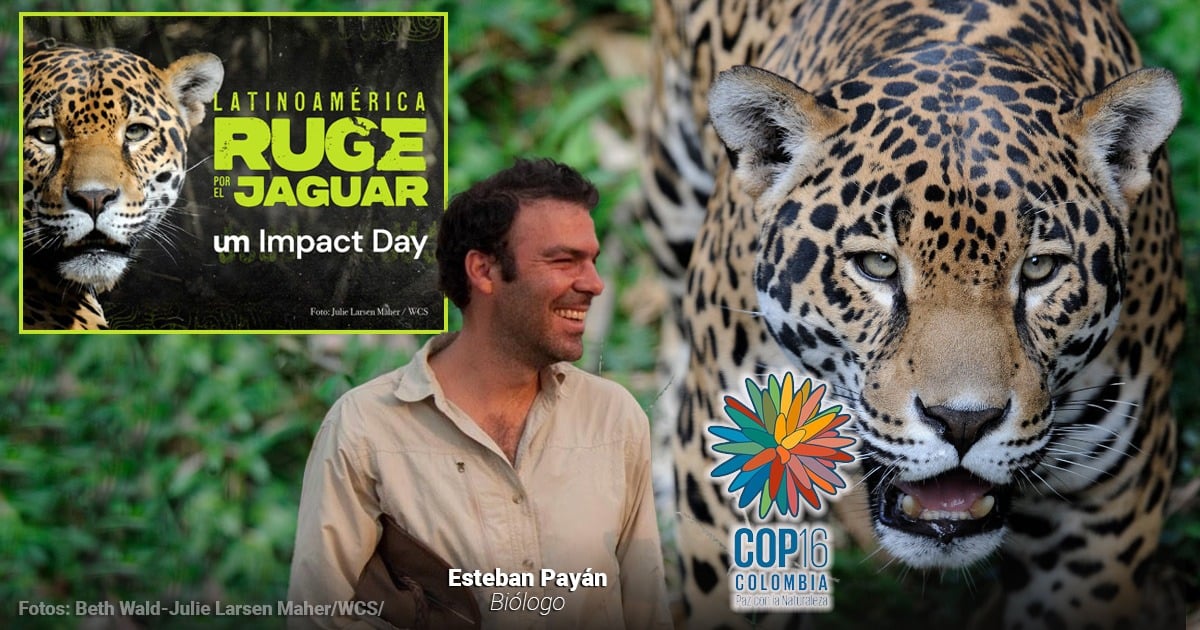 Quiénes aprovecharán la COP16 para preservar los territorios del jaguar, el gran felino de América