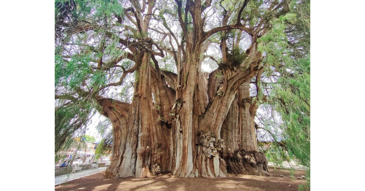 10 cosas que no sabías del árbol más grande del mundo y su entorno