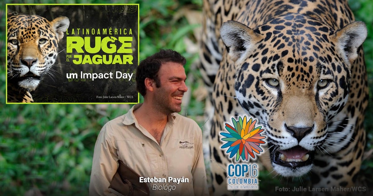 Quiénes aprovecharán la COP16 para preservar los territorios del jaguar, el gran felino de América