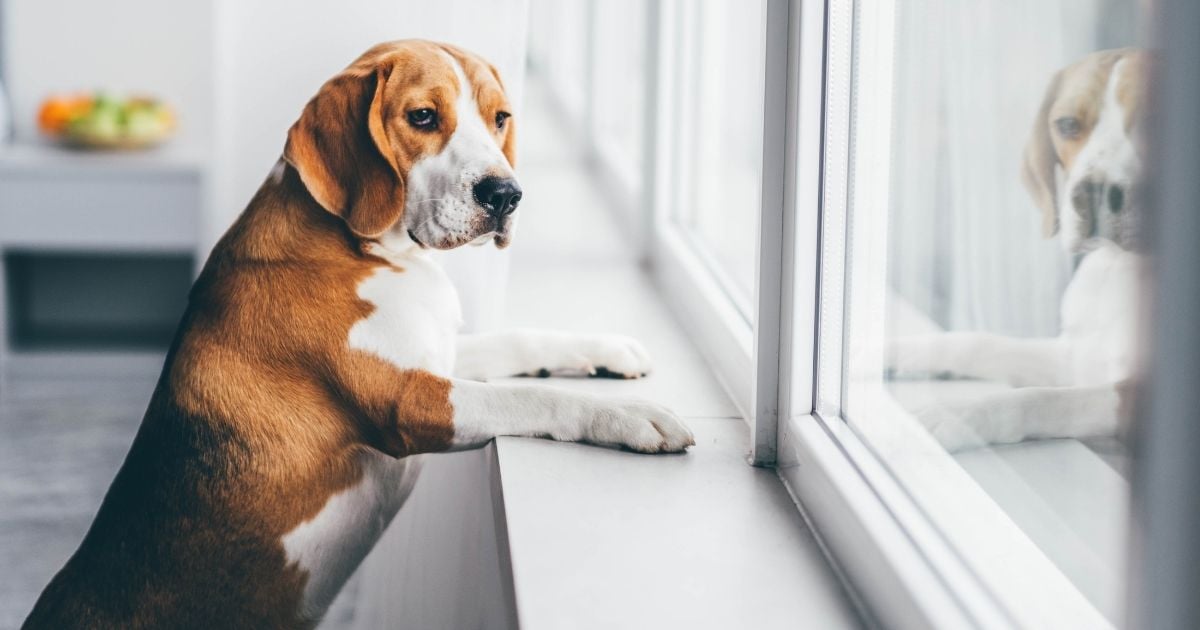 ¿Cuánto tiempo puede dejar a su perro solo sin causarle ansiedad? Depende de la edad del animal