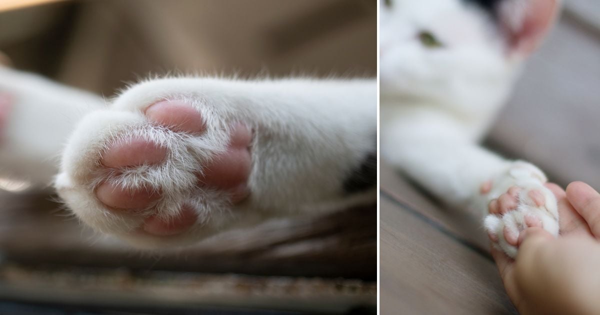 gatos - ¿Toca las patas sus gatos? Le damos seis razones para no hacerlo