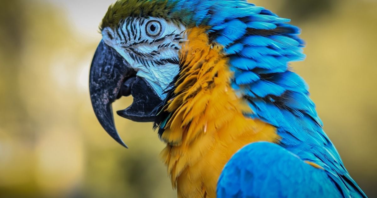 Colombia: de pájaros y símbolos