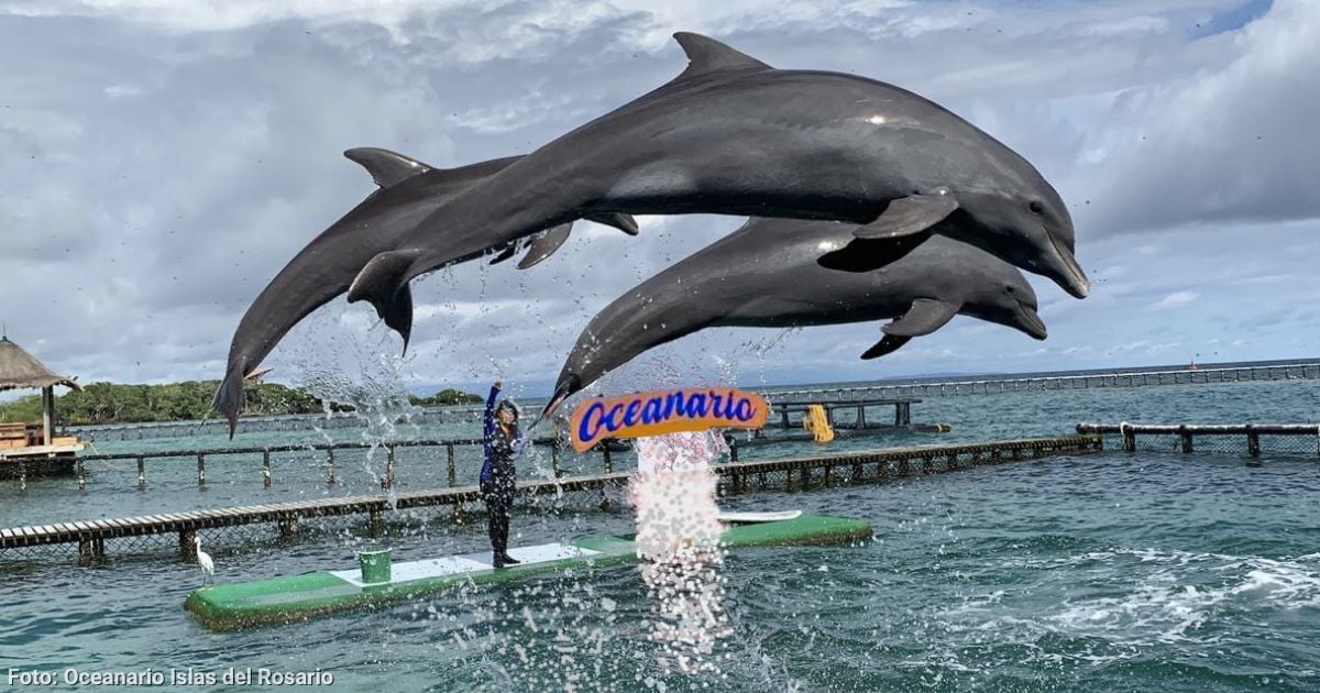 El lugar en Cartagena para conocer delfines, tiburones y más desde $30 mil