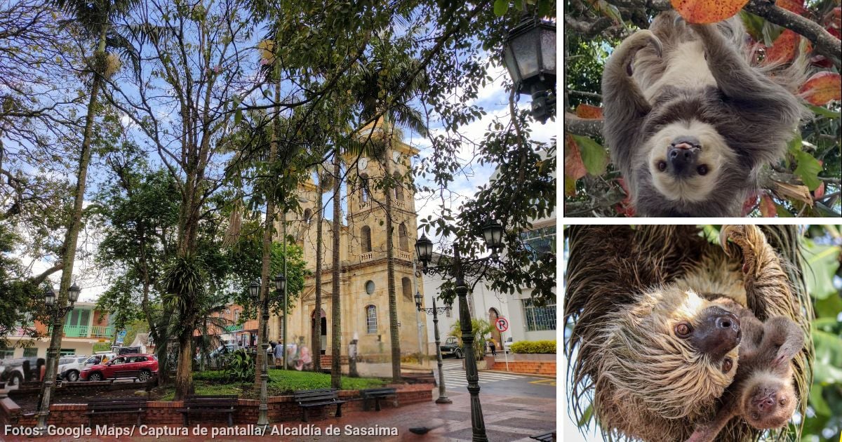El pueblito en Cundinamarca para ir a conocer osos perezosos en su parque municipal