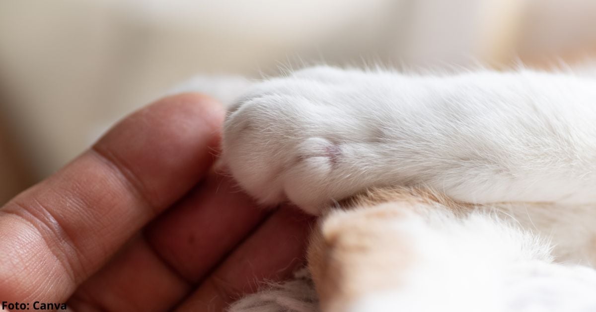 Seis razones por las que no debe tocar la patas de su gato; son muy sensibles