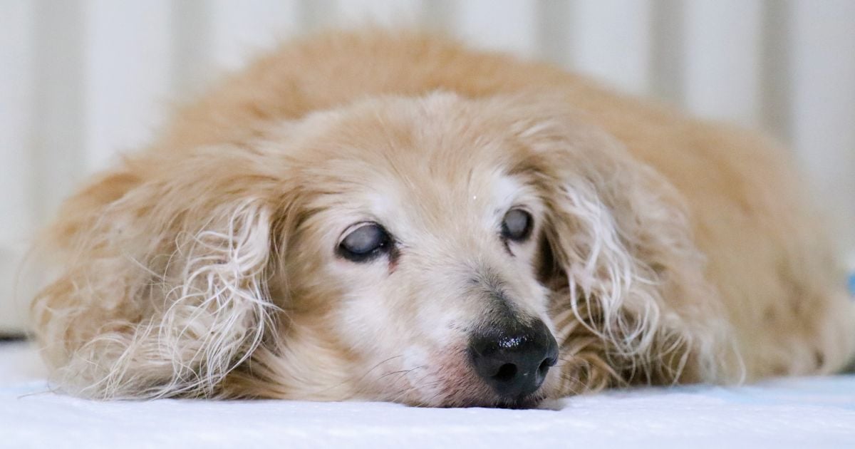 perro - Estos son los cambios que un perro tiene al envejecer; es normal que pierda la visión