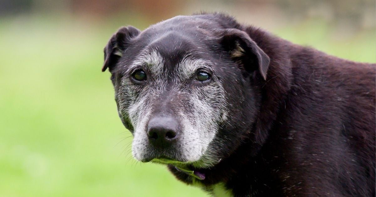 Estos son los cambios que un perro tiene al envejecer; es normal que pierda la visión