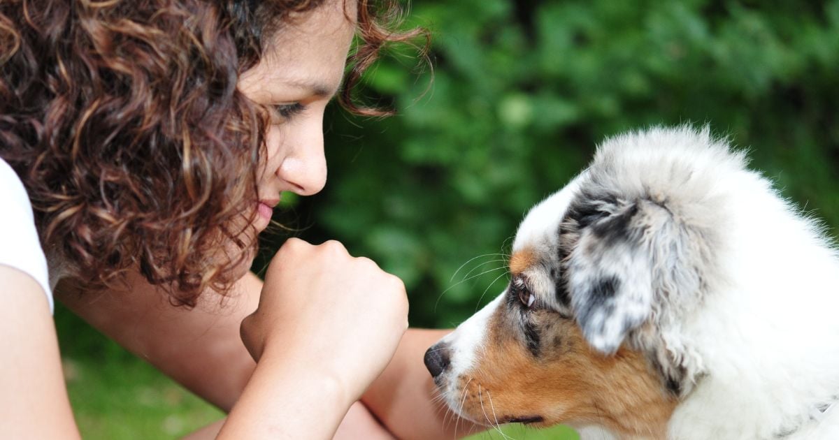 perros - ¿Puede afectar a sus perros con su estres? Estas son las razones