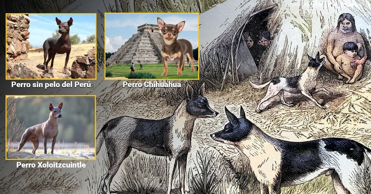 La historia de los extraños perros mudos que los indígenas tenían antes de la llegada de Colón