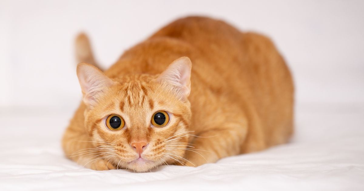 personalidad de su gato - ¿La personalidad de su gato varía según el color de su pelaje? esto dicen los expertos
