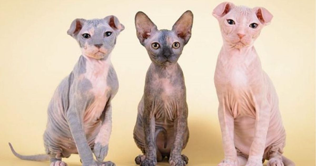 raza de gato más fea - Esta es la raza de gato más fea del mundo según la IA; es muy popular