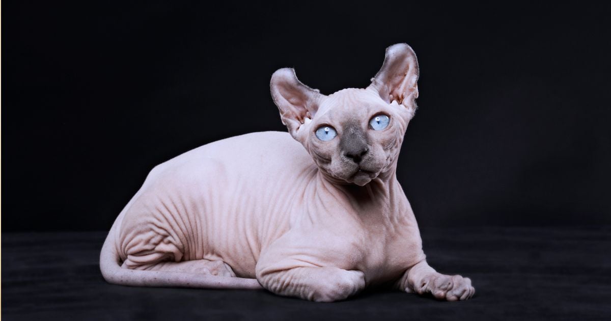  - Esta es la raza de gato más fea del mundo según la IA; es muy popular