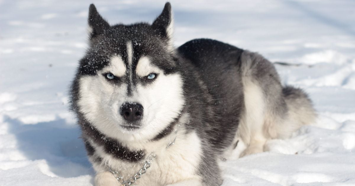 razas de perro - Razas de perro más famosas del mundo: de dónde vienen y qué significan sus nombres