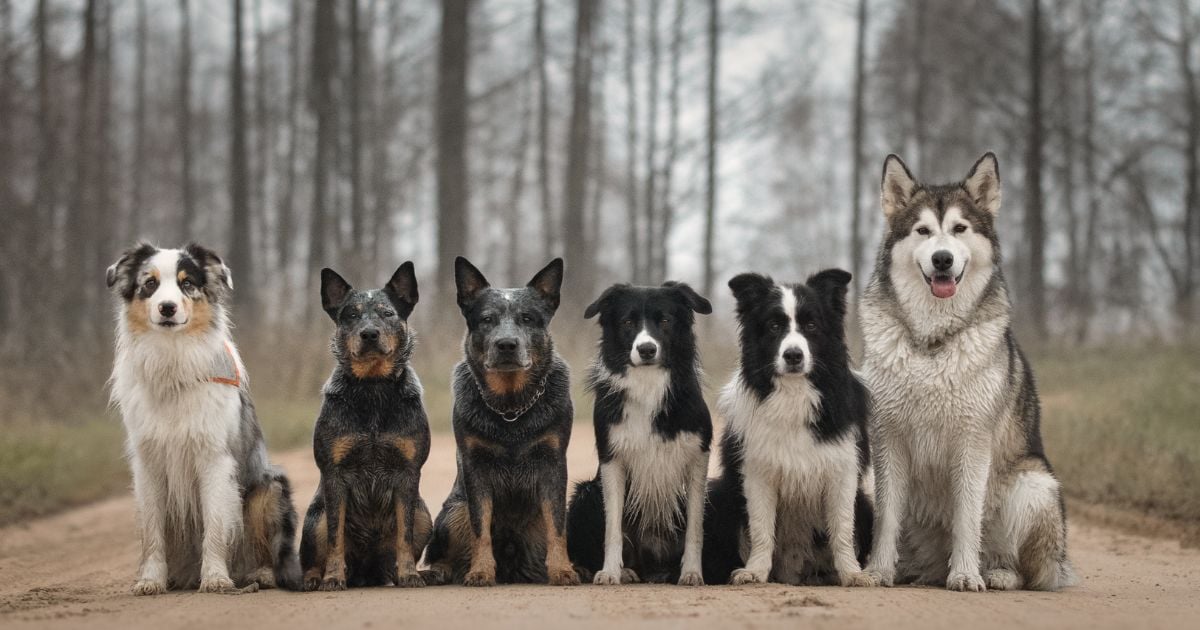 De dónde vienen y qué significan los nombres de las razas de perro más famosas del mundo