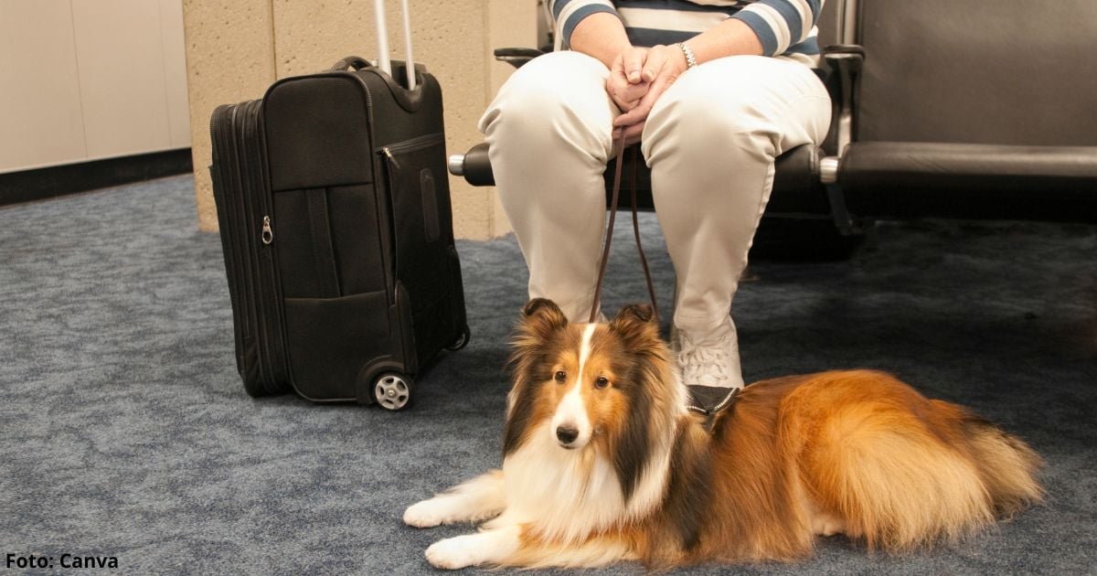 viajar con su mascota - Requisitos para viajar con su mascota a EE.UU.; son varios