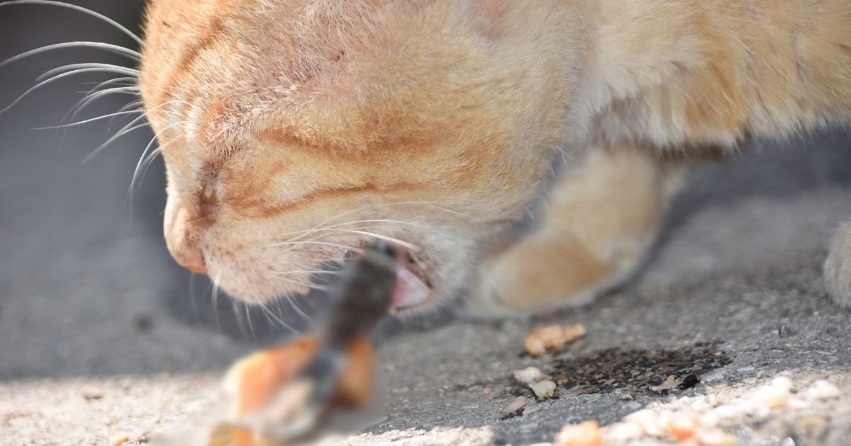 vómito de gato - ¿Cuándo es normal el vómito de gato y cuándo hay que preocuparse? Esto dicen los expertos