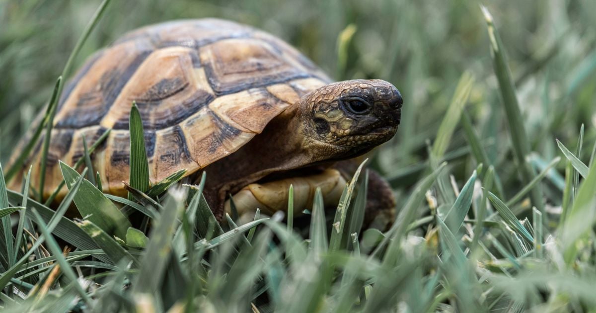 La paz y su marcha a paso tortuga