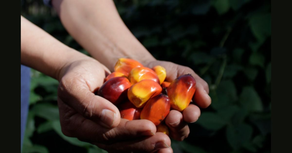 ¿Es posible mitigar los efectos de un clima cambiante en el cultivo de palma de aceite?