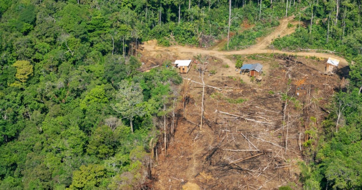 Deforestación en el Caribe colombiano: urgente llamado a la acción