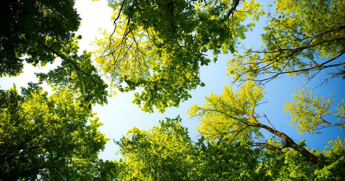 La necesidad urgente de una campaña de arborización