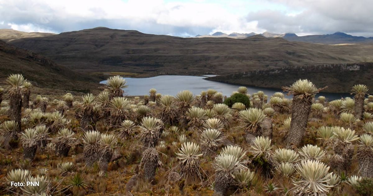 Cinco caminatas cerca a Bogotá para conectarse con la naturaleza