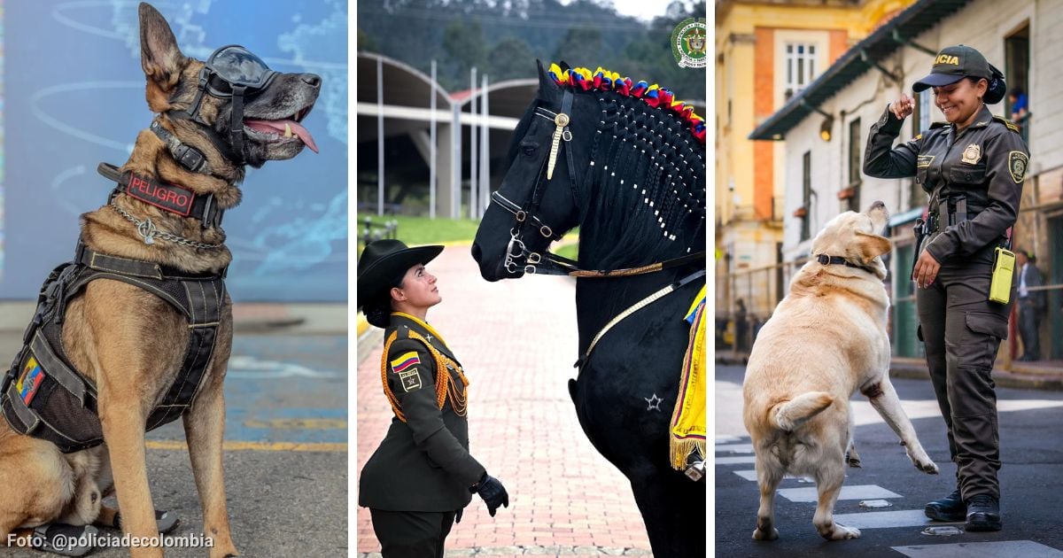 Así puede adoptar a un animal jubilado de la Policía y darle un retiro feliz: requisitos y más