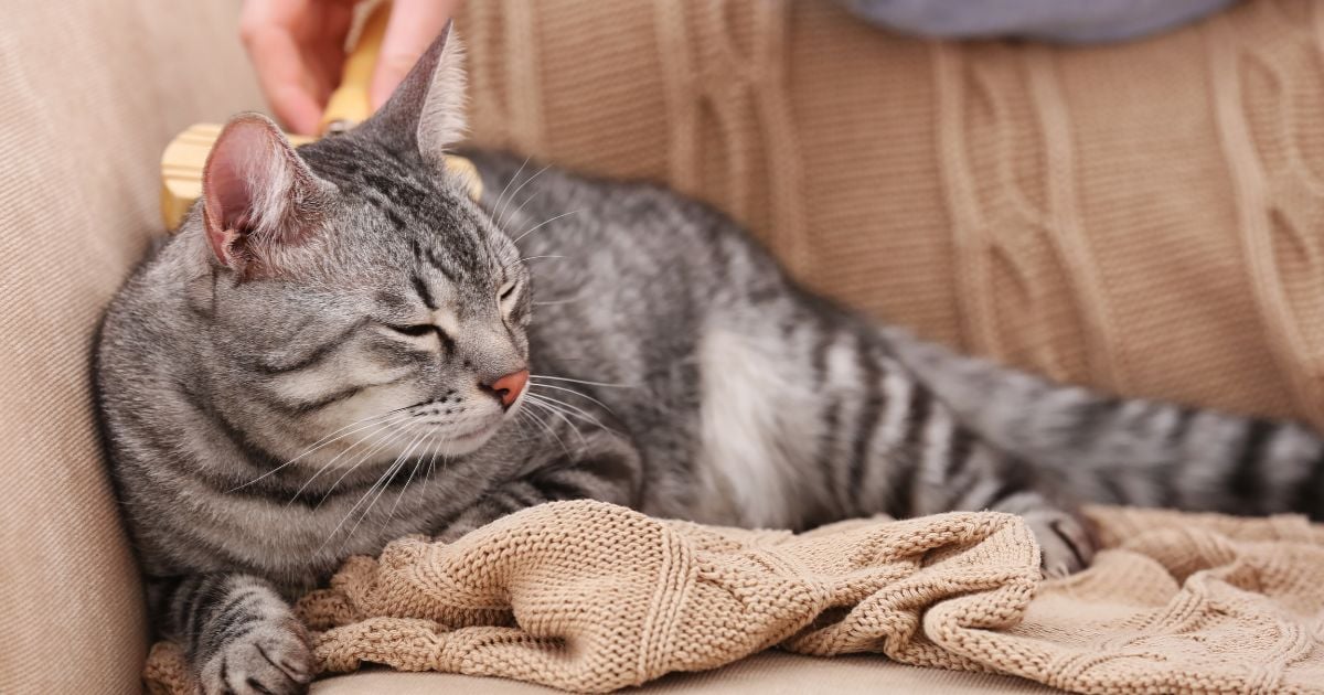 castrar a su gato - Castrar a su gato: estos son los cambios que puede sufrir