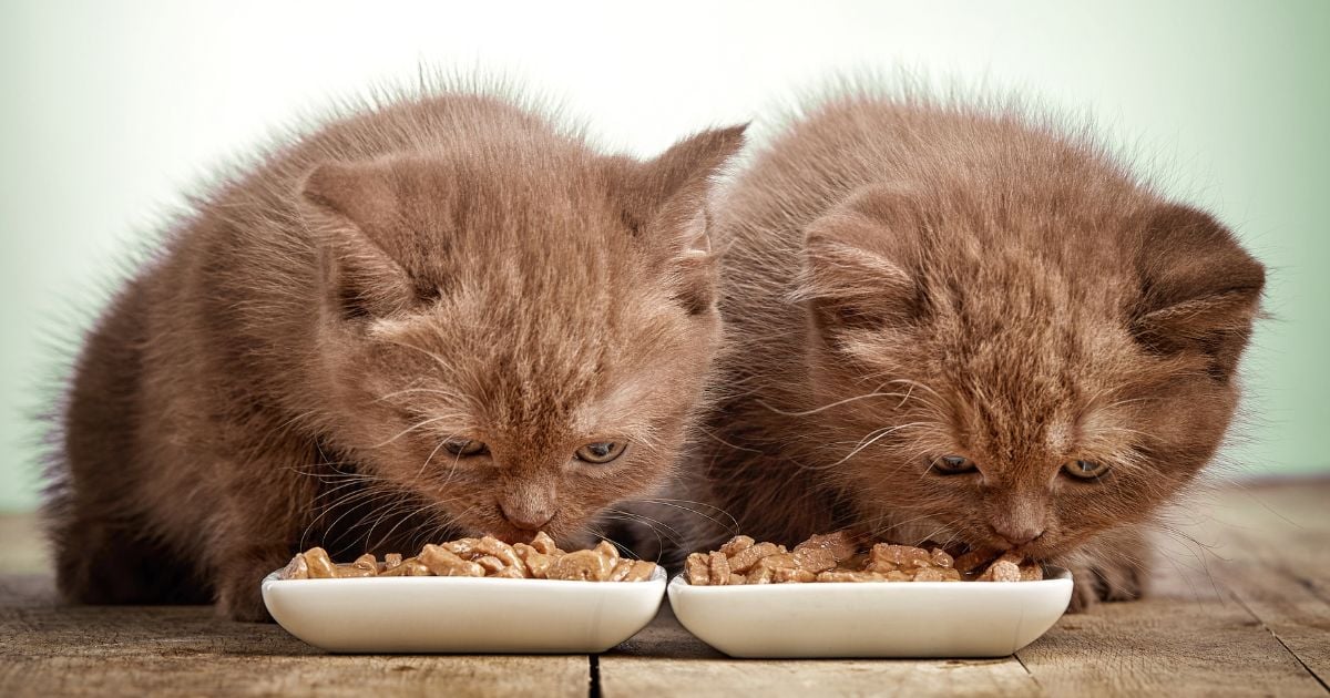 comidas húmedas para gato - Estas son las 3 mejores comidas húmedas para gato según la IA; lo hidratan y son deliciosas