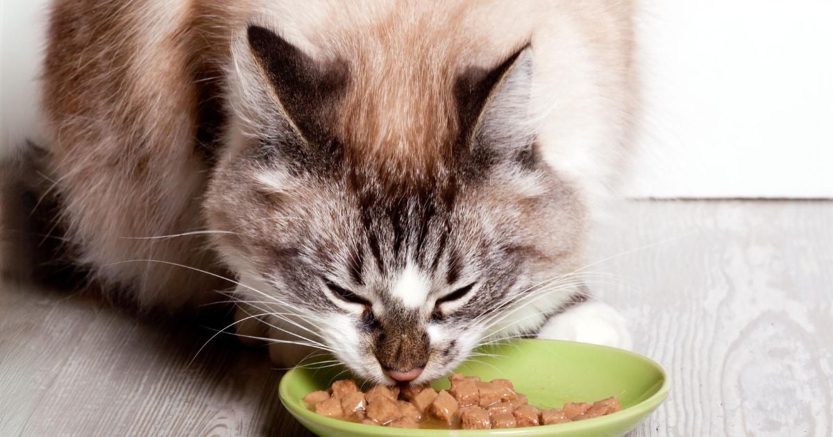 Estas son las 3 mejores comidas húmedas para gato según la IA; lo hidratan y son deliciosas