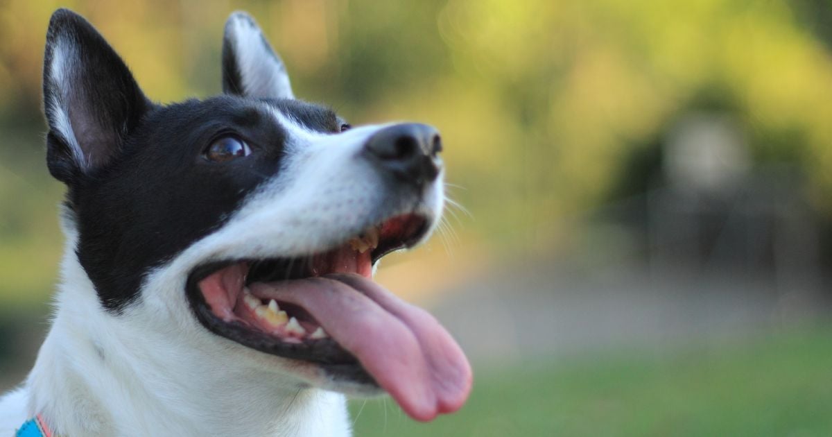 El concurso de belleza para mascotas criollas en Bogotá; estos son los requisitos para participar