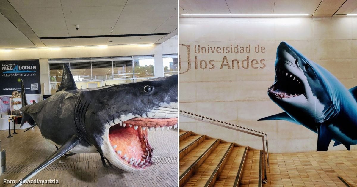 La exposición de la Universidad de los Andes para aprender sobre tiburones y su evolución; es gratis