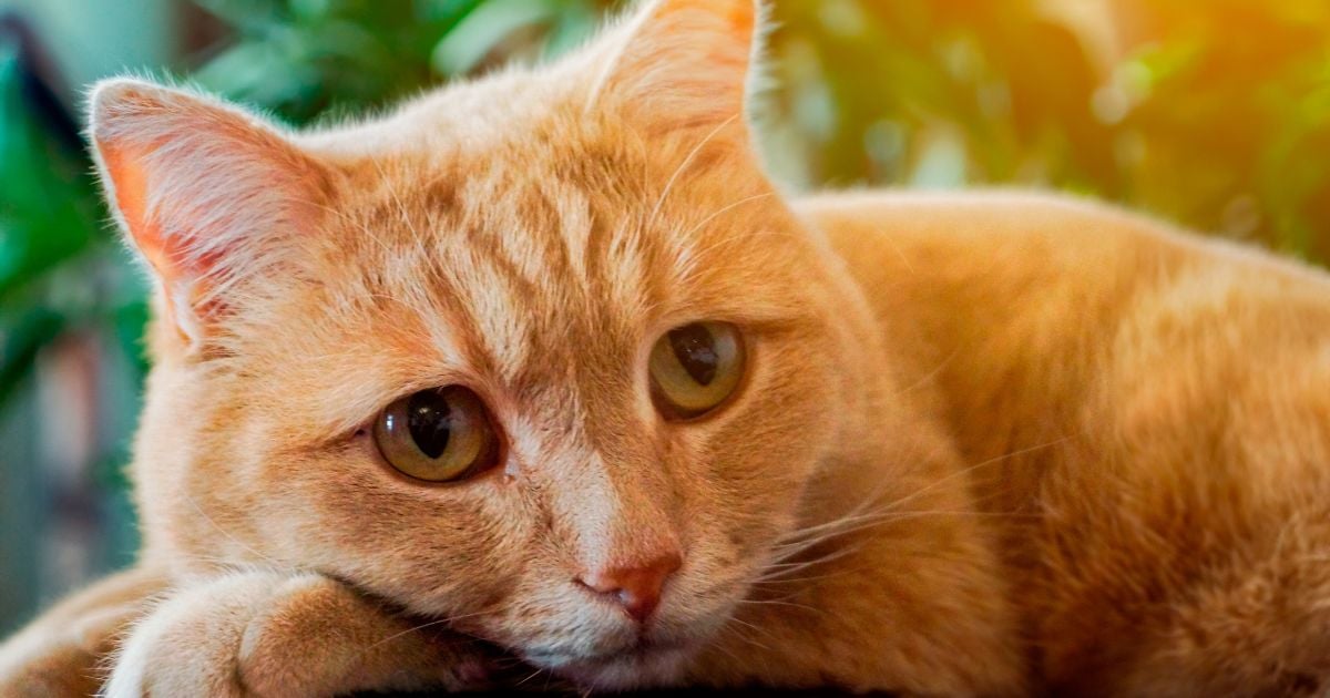 Estas son las formas en que un gato vive el duelo de otras mascotas; ellos también sufren