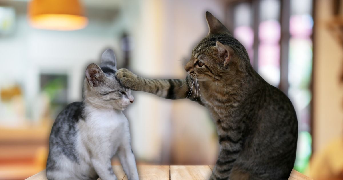 ¿Tiene dos gatos y no se llevan bien? Estas son las razones y así puede mejorar su comportamiento