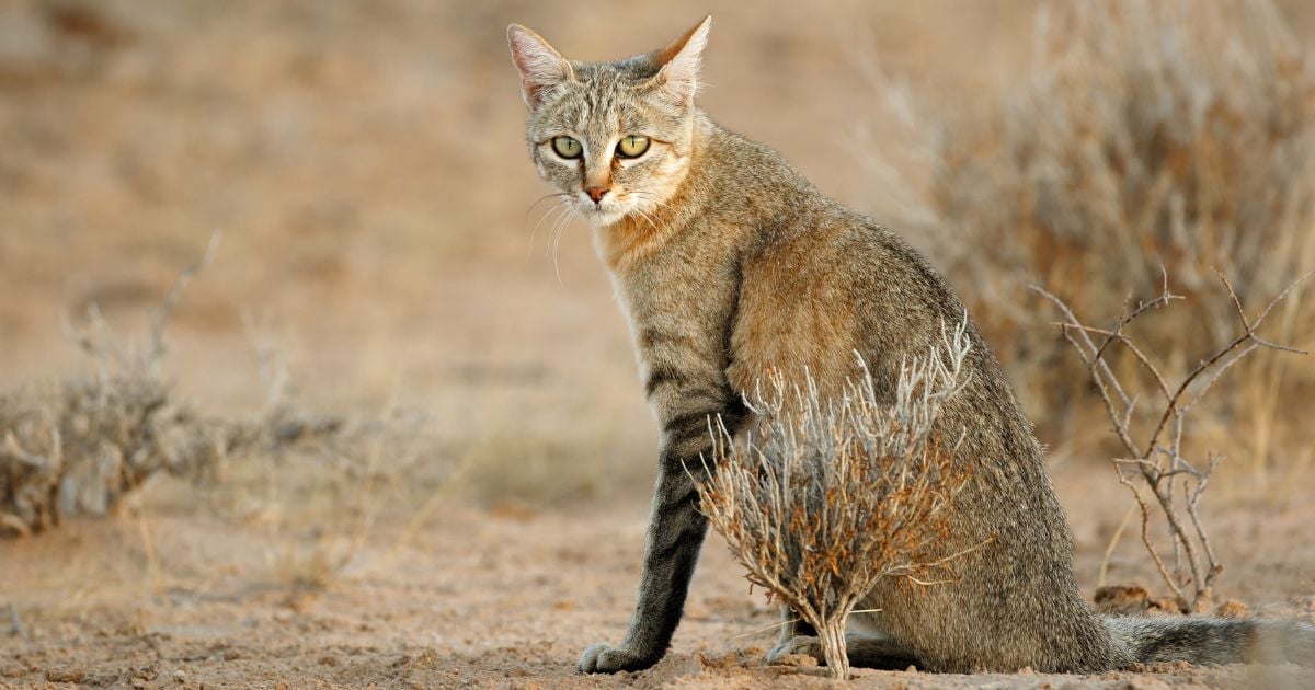 gatos - Así aparecieron los gatos hace 10 mil años; los veneraban y no eran mascotas