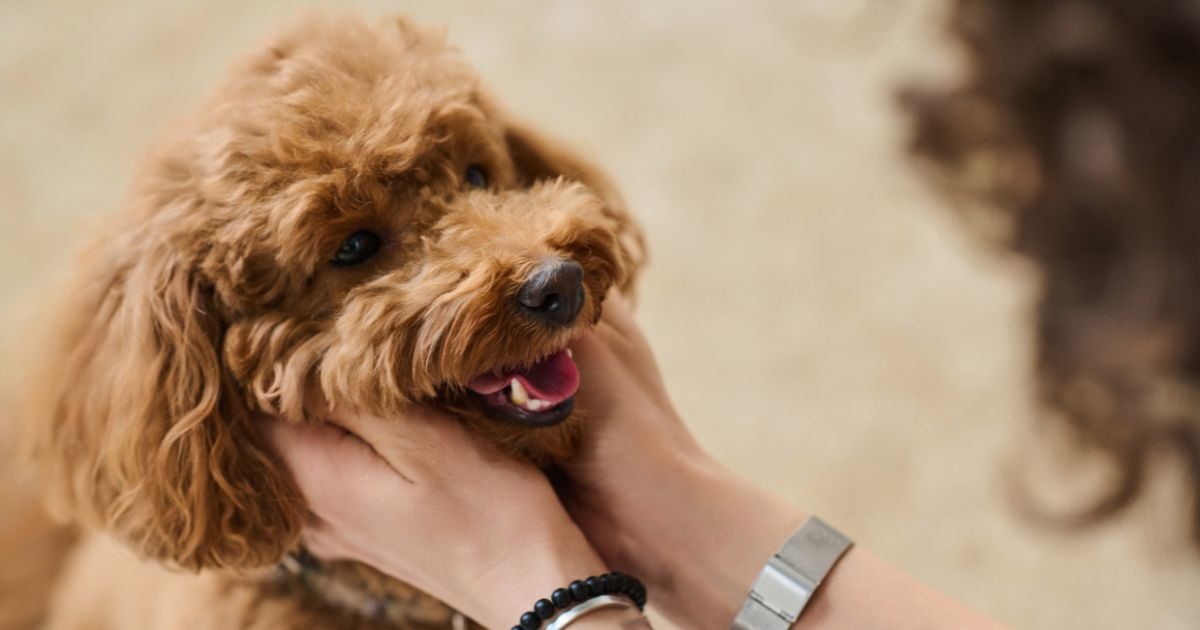 Esto dice la ciencia sobre hablarles a sus perros como bebés ¿Les afecta?