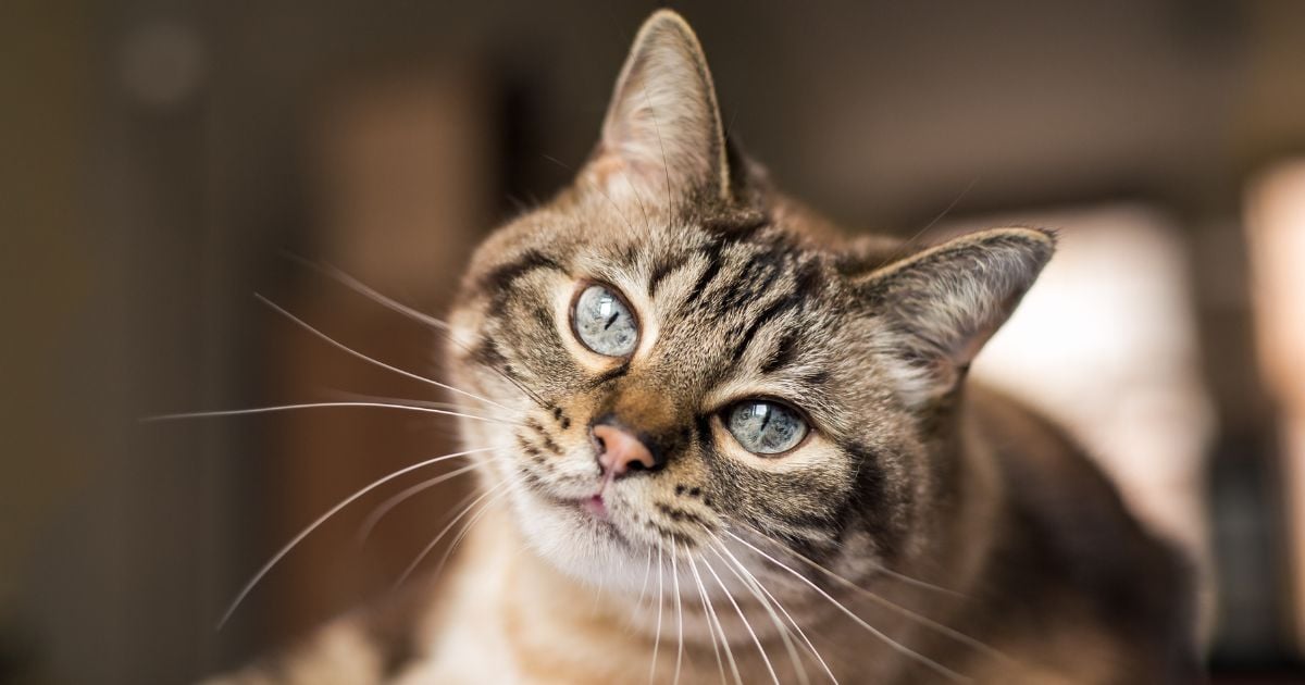 ¿Cuánto cuesta mantener a un gato mensualmente? Es mucho más barato que un perro