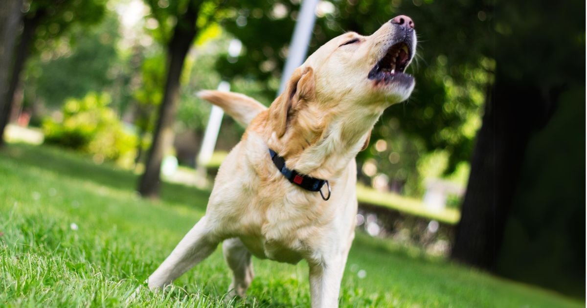 Esta es la táctica que debe emplear para que su perro no le ladre a otros caninos