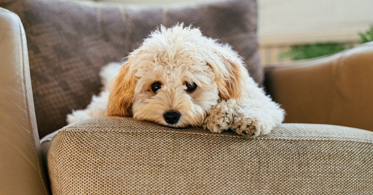 Estos son los 5 hábitos que entristecen a su perro y algunos lo hacen muy seguido