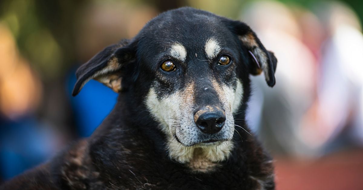 ¿Cuál es el rango de vida de un perro criollo? Es muy diferente al resto de razas