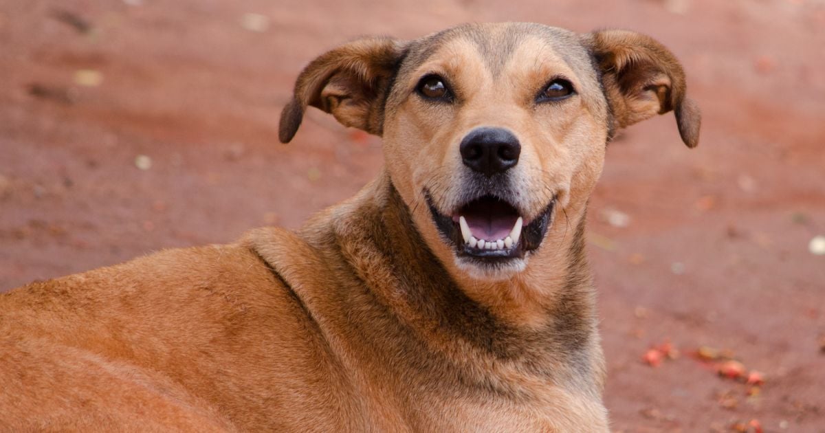 perro criollo - ¿Cuánto vive un perro criollo? Es muy diferente al resto de razas