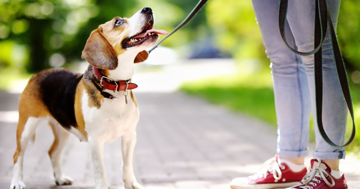 ¿Podría ir a prisión si se roba una mascota? Nueva ley es bastante drástica