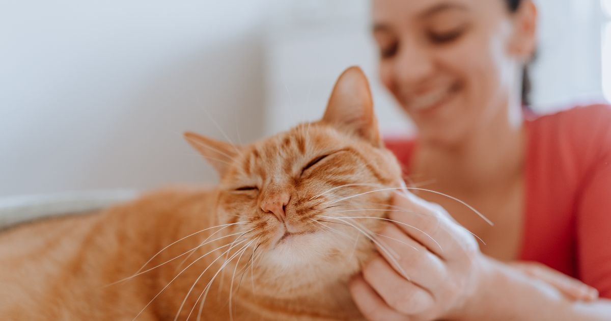 Su gato le da las gracias - Su gato le da las gracias con frecuencia: estas son las 5 formas