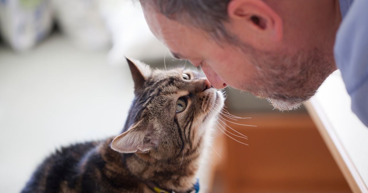 Estas son las 5  formas en que su gato le da las gracias; lo hacen con frecuencia