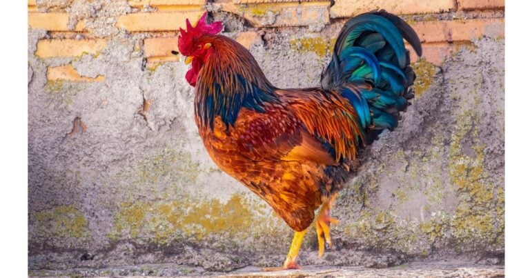  - En Venezuela ganó el gallo pinto