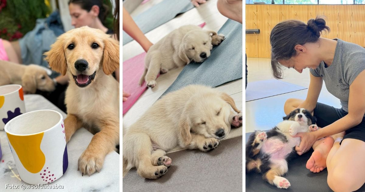 Estos son los talleres en Bogotá para compartir con cachorritos que también puede adoptar